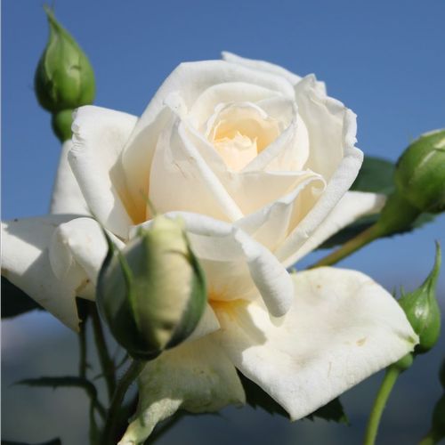 Rosa Ilse Krohn Superior® - biela - Stromkové ruže,  kvety kvitnú v skupinkáchstromková ruža s kríkovitou tvarou koruny